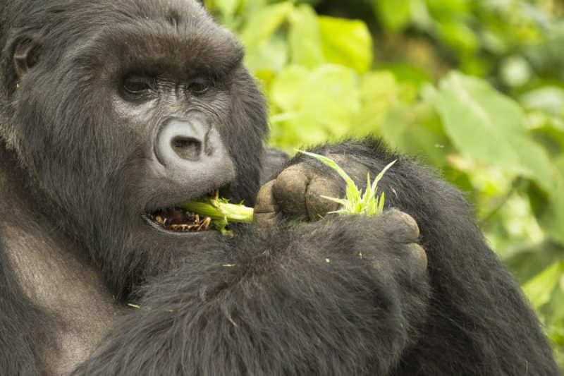 Silverback gorillas facts weight strength lifespan habitat