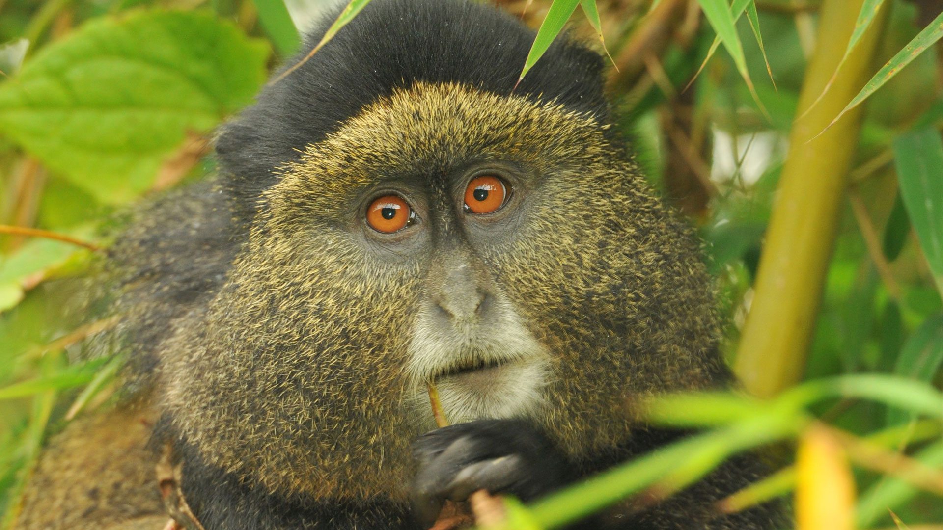 Golden Monkey Trekking In Rwanda Volcanoes National Park