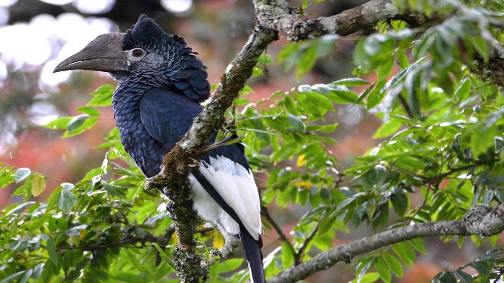 Birding in Nyungwe Forest National Park