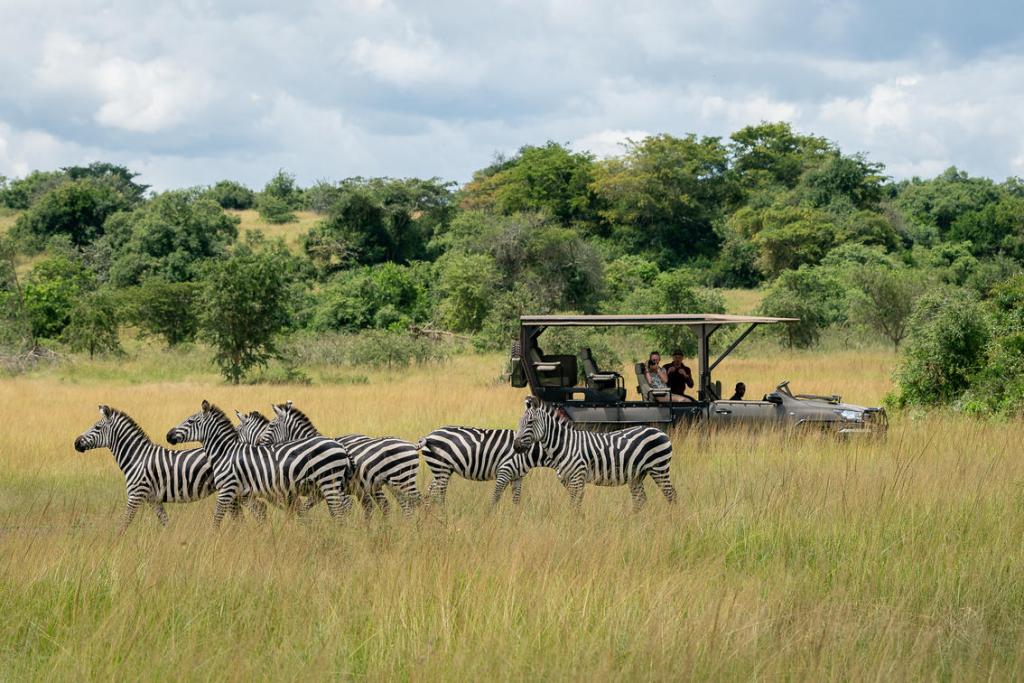 2 Days Akagera National Park Safari