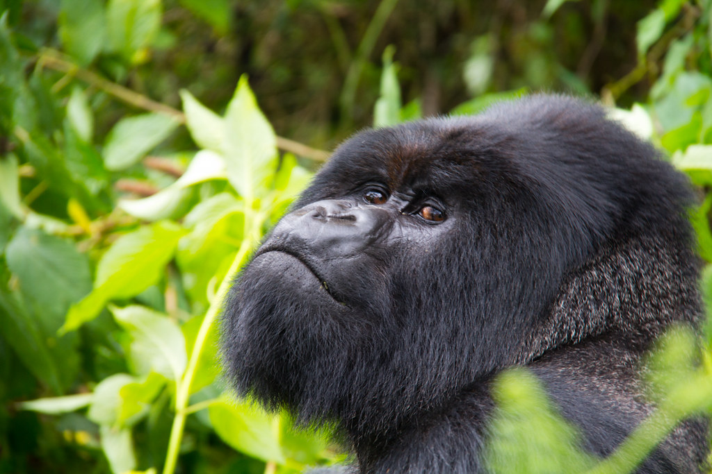 Bespoke gorilla trekking safaris