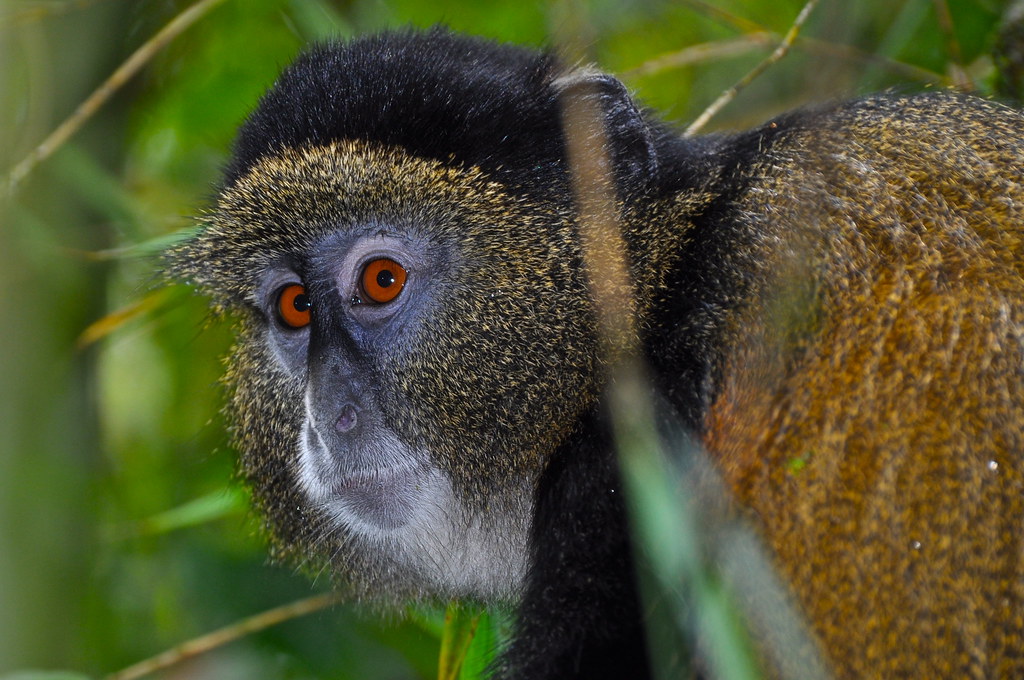 Golden Monkeys Of Volcanoes National Park Rwanda