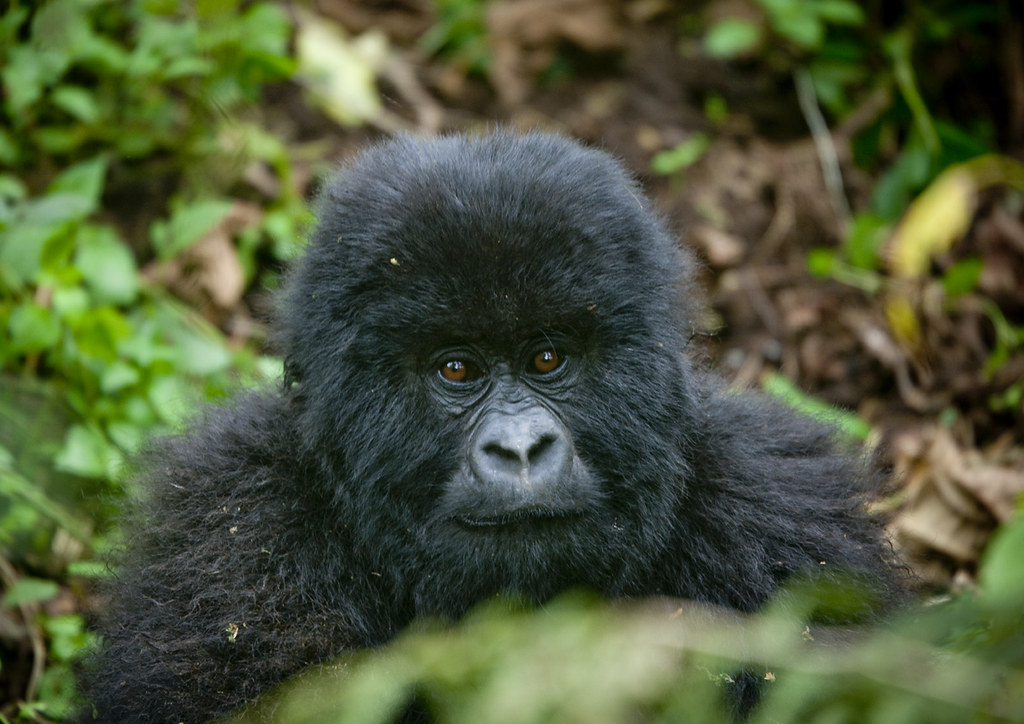 volcanoes national park Rwanda