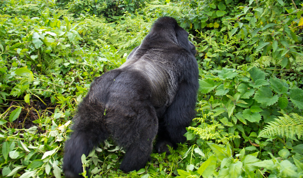 Things Considered While Allocating a gorilla Group for Trekking
