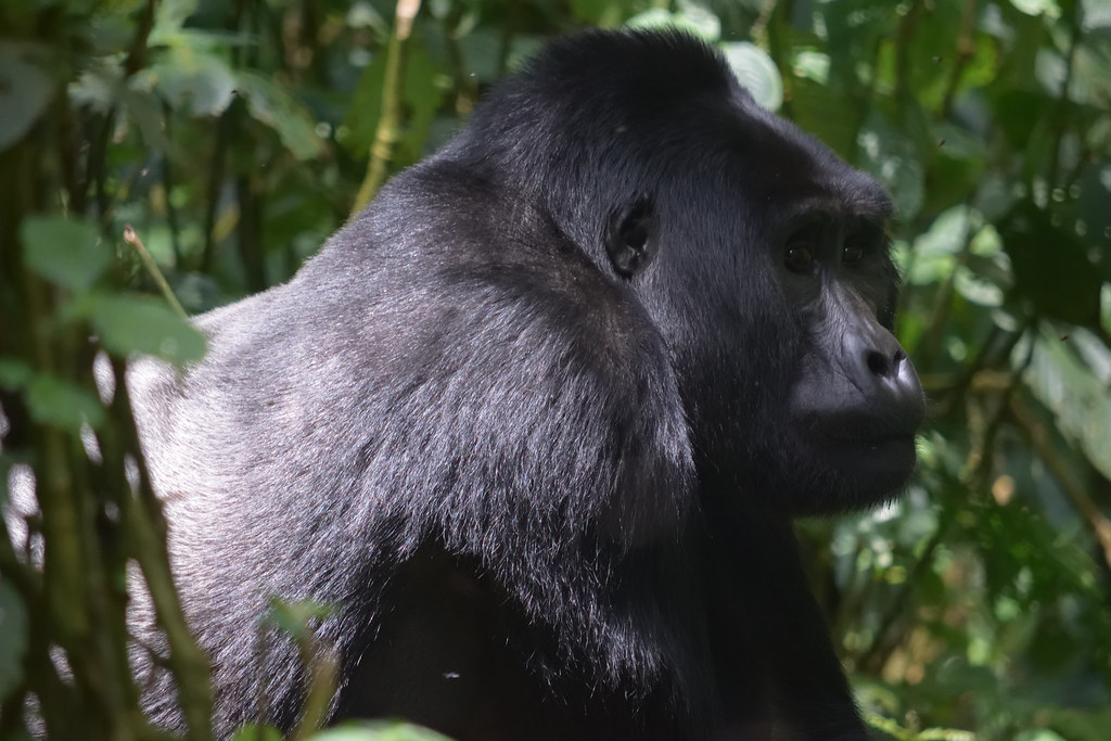Rwanda gorilla trekking tours
