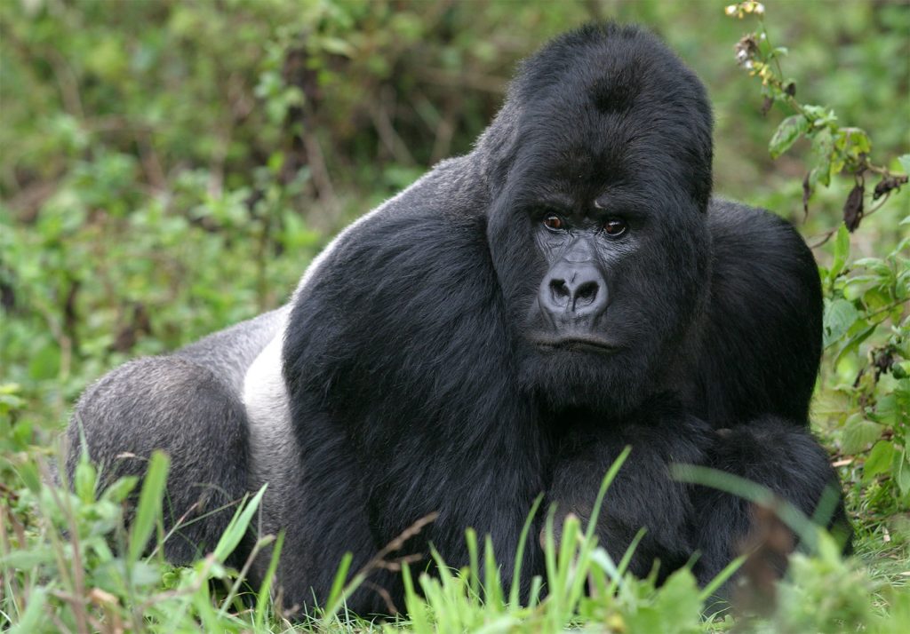 The Age Limit for Gorilla Trekking.