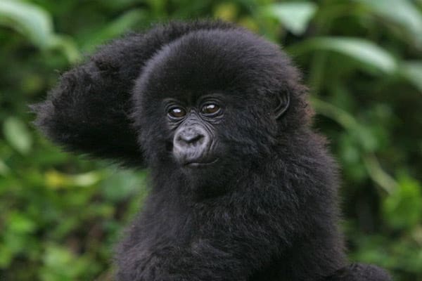 How Can We Help Mountain Gorillas