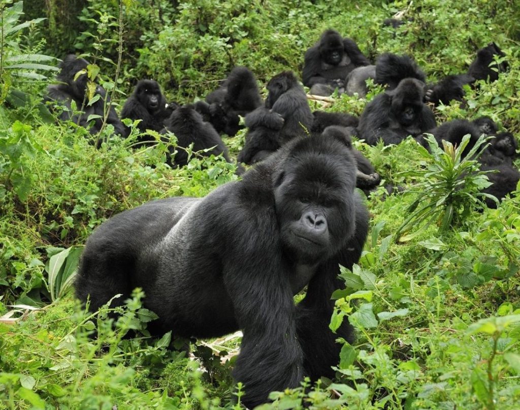 4 days Double gorilla Trekking in Volcanoes National Park