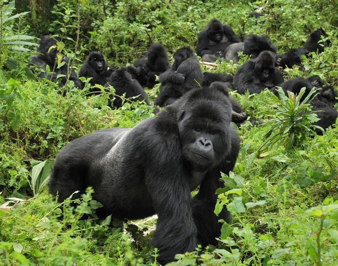 8 Day Rwanda Primates and Wildlife Safari