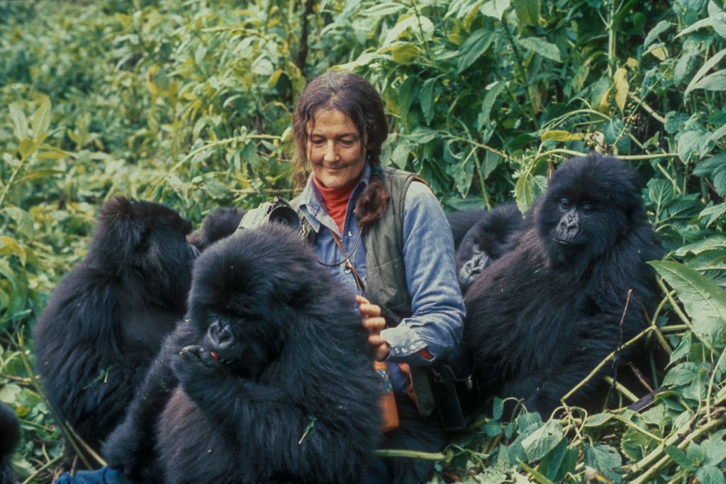 How Can We Help Mountain Gorillas