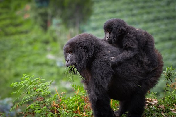 How Can We Help Mountain Gorillas