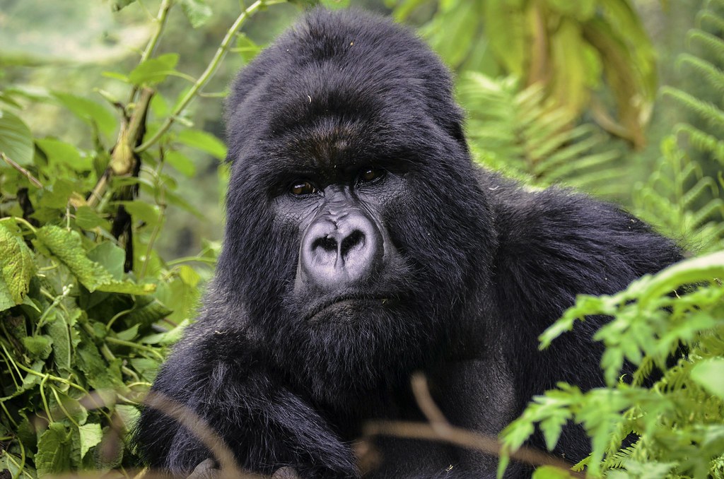 1 Day Rwanda Gorilla Trek