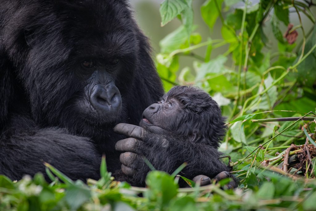 2 Days gorilla Trekking in Rwanda