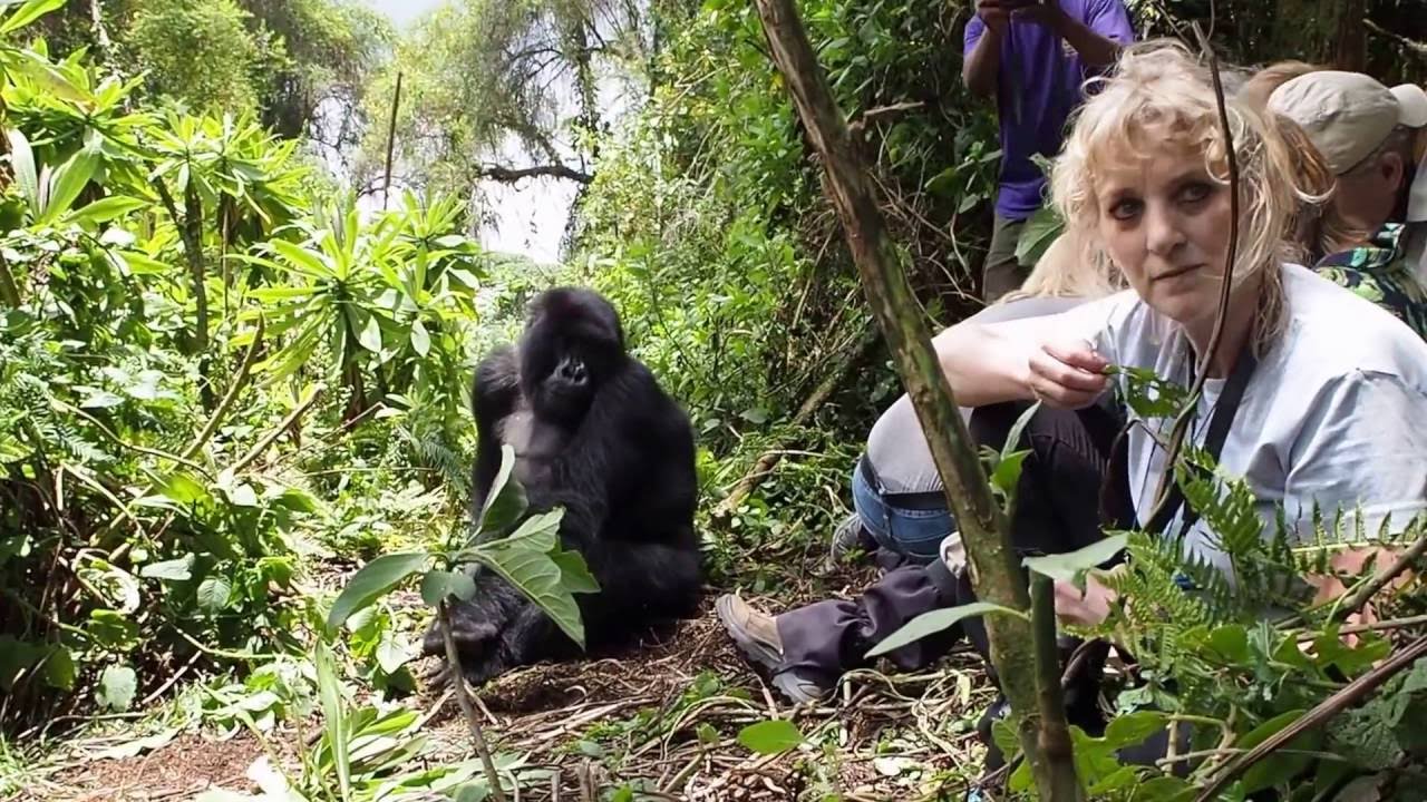 Best way of protecting Great Apes and their habitats.