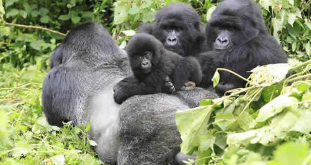 Rwanda Gorillas