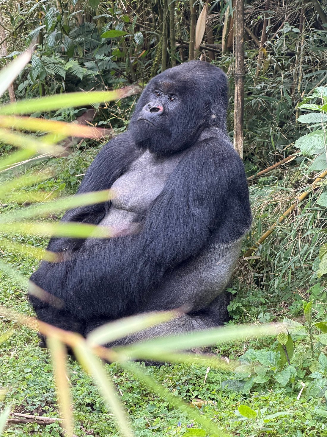 gorilla safaris