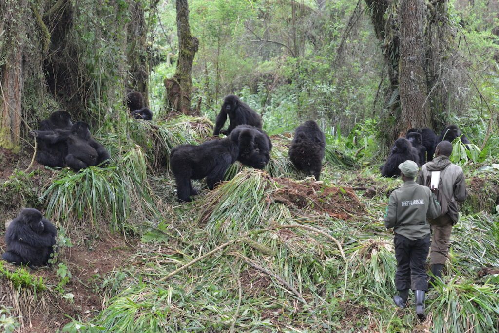 Mountain Gorilla Population in Rwanda