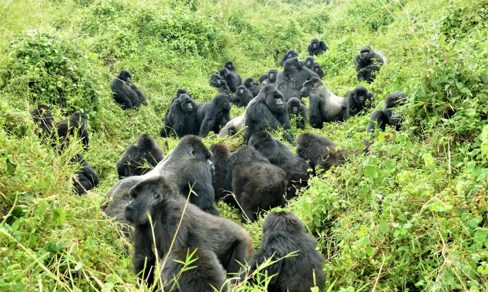 Mountain Gorilla Population in Rwanda
