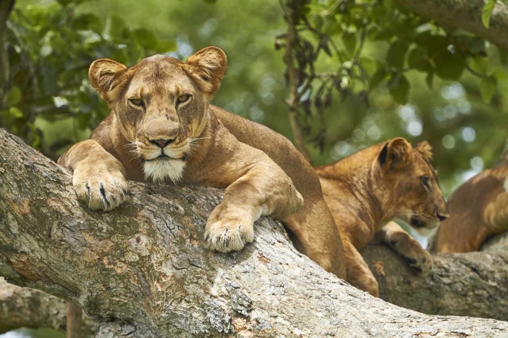 7 Days Luxury Primates and Wildlife Safari in Uganda and Rwanda