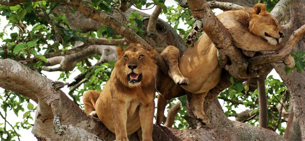 Queen Elizabeth National Park vs Murchison Falls National Park vs Lake Mburo National Park