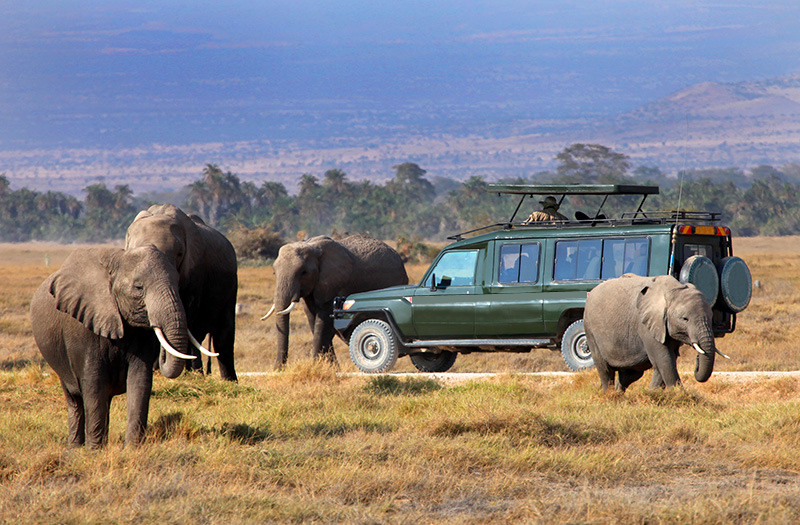 Masai Mara National Park vs Amboseli National Park vs Ol Pejeta Conservancy